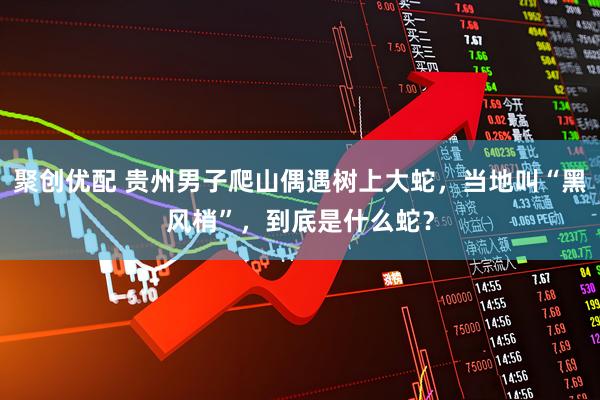 聚创优配 贵州男子爬山偶遇树上大蛇,当地叫“黑风梢”,到底是什么蛇?